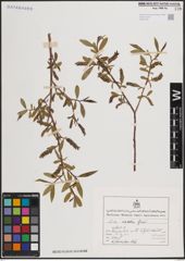 Foto von Salix excelsa S. G. Gmel.
